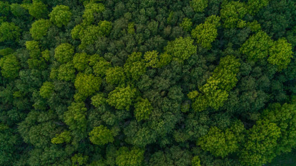 Looking down from a bird's eye view at green treetops in a forest
