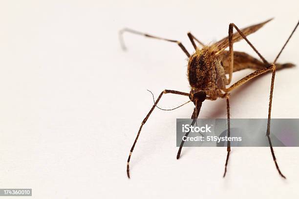 Mosquito Closeup Stock Photo - Download Image Now - Animal, Animal Wildlife, Arthropod