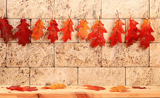 Empty wooden table for product display with maple leaves on kitchen concrete background, minimal autumn concept, creative autumn composition with screen banner. Happy Thanksgiving and greeting card, selective focus