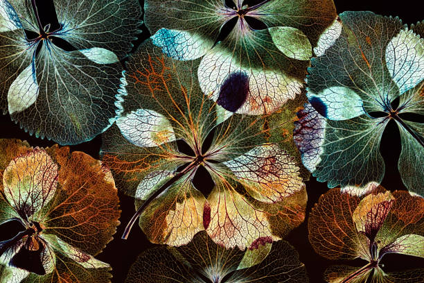 Pressed and dried dry flower hydrangea Isolated on white background