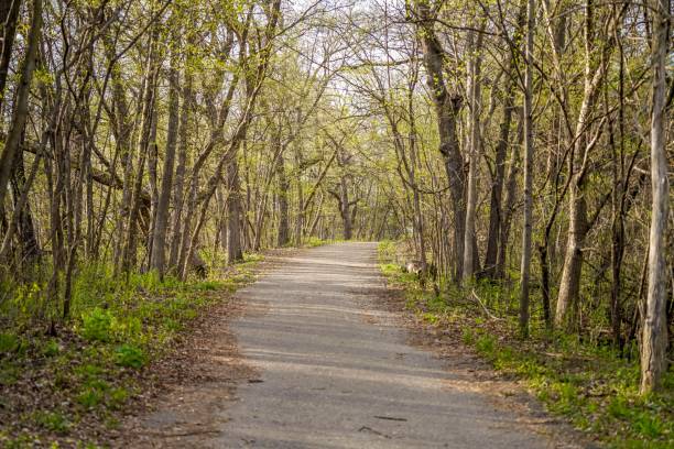 istock Long walking path in the woods in Minnesota 1743622134