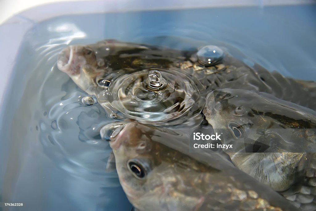 crucian carp nadar em uma piscina - Foto de stock de Alimentação Saudável royalty-free