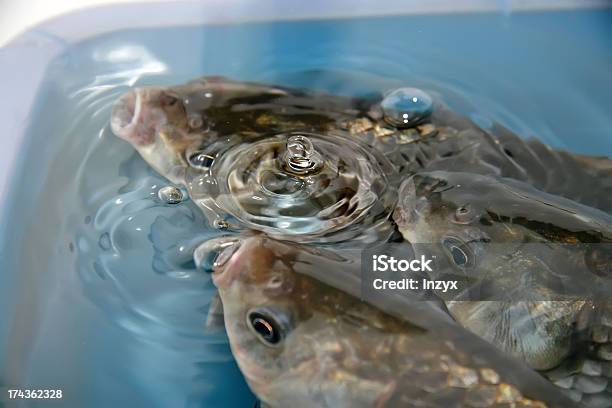 Foto de Crucian Carp Nadar Em Uma Piscina e mais fotos de stock de Alimentação Saudável - Alimentação Saudável, Animal, Aquário - Edifício para Cativeiro Animal