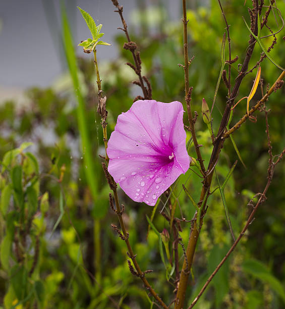 Morning Glory After Rain stock photo