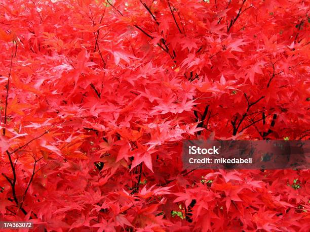 Fächerahorn Stockfoto und mehr Bilder von Ahorn - Ahorn, Baum, Bildhintergrund