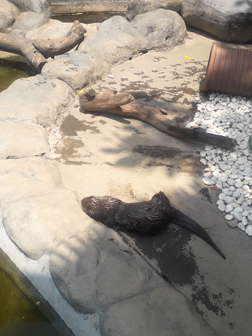 otter relax from indonesia