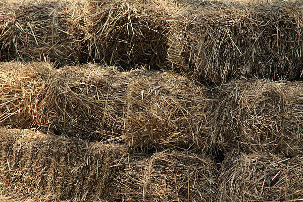 istock bundles of hay 174364926