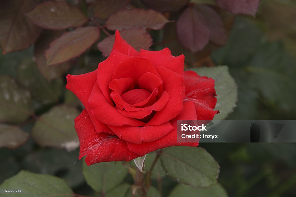Rosa chinesa - Foto de stock de Agricultura royalty-free