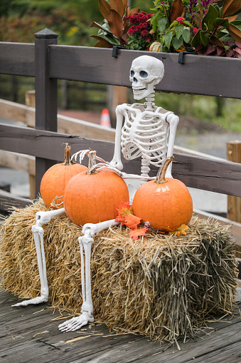 Scenery for Halloween in October. Decoration in the yard. The owner of the house skeletons