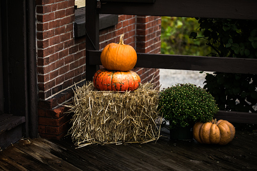 Bright colorful festive composition seasonal multicolor mum flower pot decorated pumpkins vegetables on yellow harvest hay bale porch home yard garden. Halloween holidays autumn decoration background