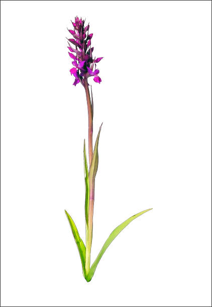 Lápiz de color de las imágenes de naturaleza Orchids - foto de stock