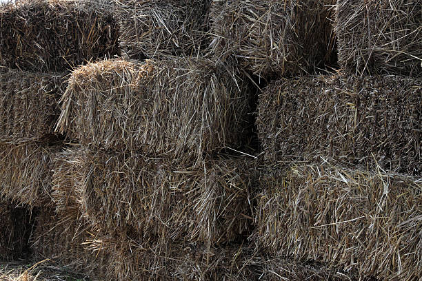 istock bundles of hay 174365767