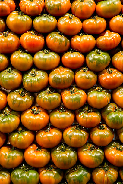 Plan de tomates - Photo