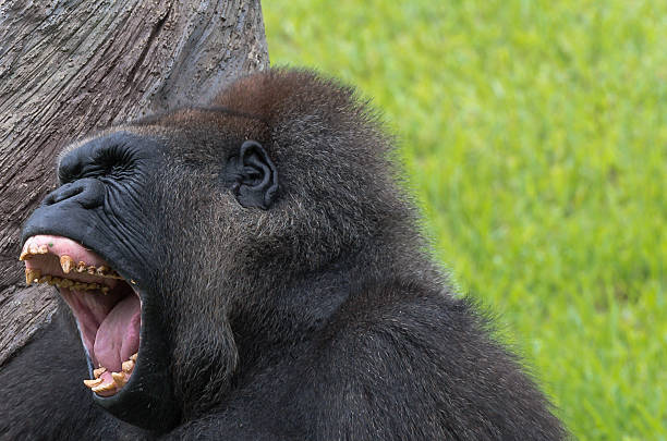 Gorilla Head stock photo