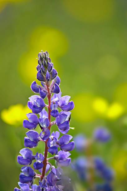 istock Blue Lupine in a Summer Meadow 174367267