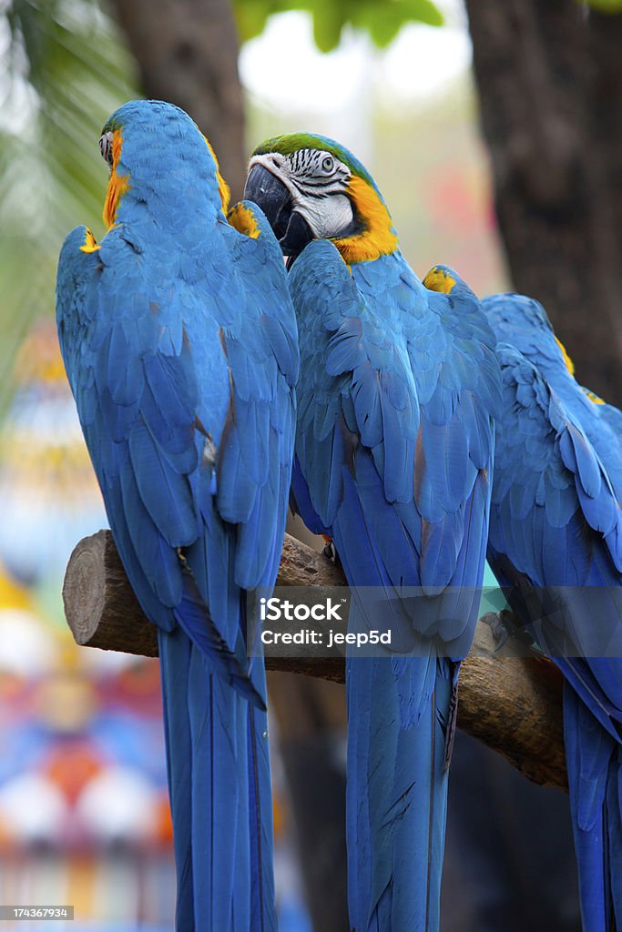 parrot - Zbiór zdjęć royalty-free (Australia)