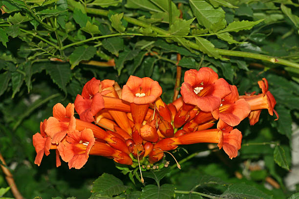 istock red flowers featured in the wild 174367936