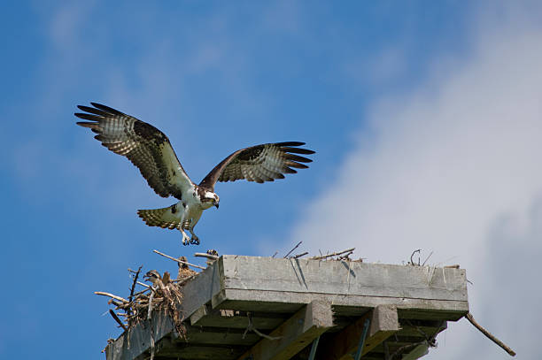 istock Osprey flying back to the nest 174367953