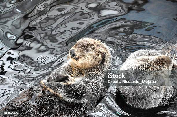 Beavers Się - zdjęcia stockowe i więcej obrazów Bóbr kanadyjski - Bóbr kanadyjski, Brązowy, Bóbr