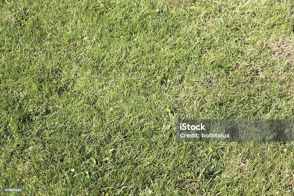 Jardinagem, textura de grama - Foto de stock de Abstrato royalty-free