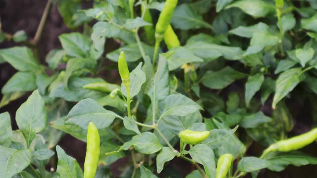 Growing Guinea-pepper (bird's eye chilli) on the farm