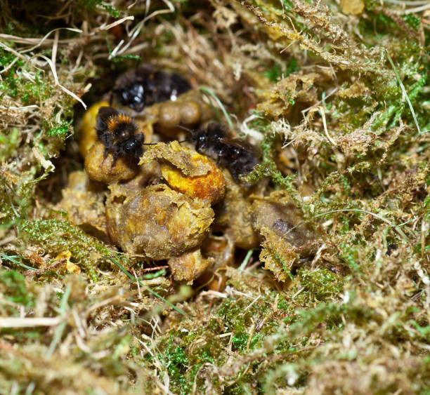 istock Nest of wild bumblebees 174369680