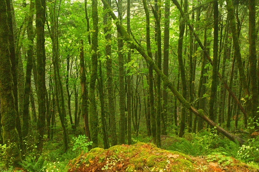 View between tree trunks in a dense pine woodland, where the light is tinted green by the foliage. Taken on Hamilton Mountain trail, a hiking trail in the Columbia River Gorge and to the east of Vancouver, Washington.