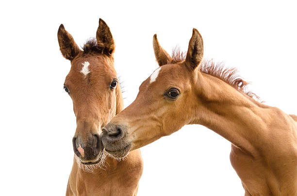 istock Asil Arabian foal - isolated on white 174370187