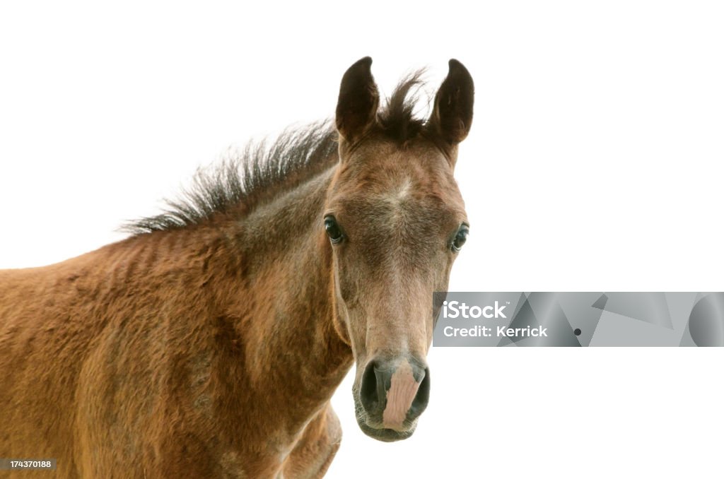 Asil Poulain arabe-isolé sur blanc - Photo de Animal mâle libre de droits