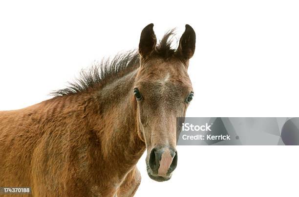 Photo libre de droit de Asil Poulain Arabeisolé Sur Blanc banque d'images et plus d'images libres de droit de Animal mâle - Animal mâle, Animaux de compagnie, Animaux domestiques