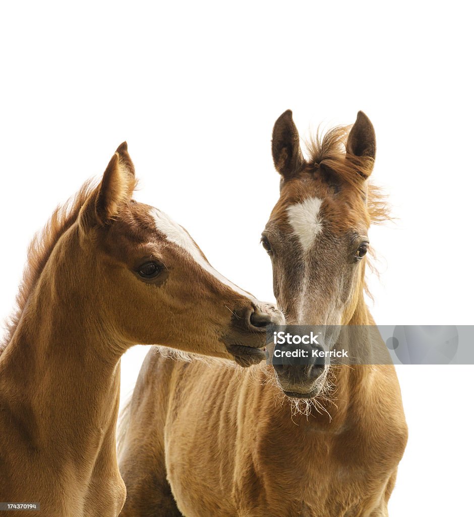 Black Cab Araber Fohlen-isoliert auf weiss - Lizenzfrei Pferd Stock-Foto