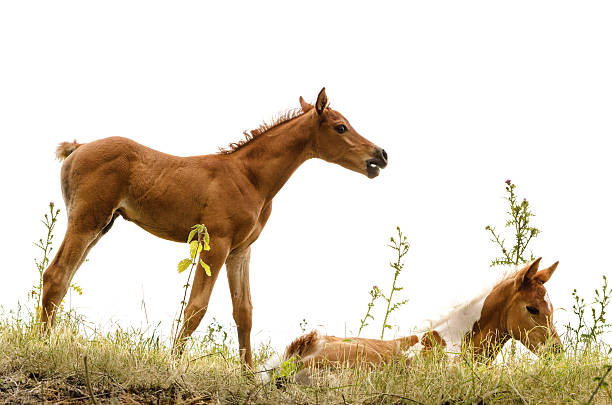 アシルアラビア foals -白で分離 - horse arabian horse arabia white ストックフォトと画像