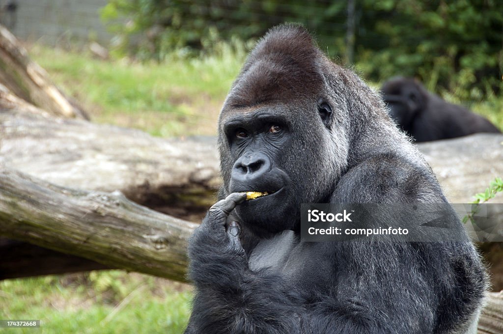 Gorilla Male gorilla eating fruit in zoo Gorilla Stock Photo
