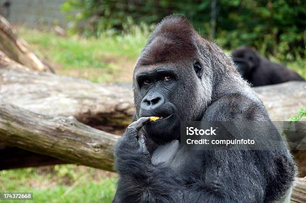 Gorilla Stock Photo - Download Image Now - Gorilla, Zoo, Eating