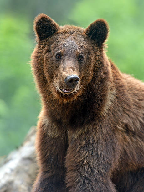 istock Brown bears in the Carpathians. 174374297