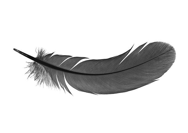 Feather Stock Photo - Download Image Now - Feather, Black Color, White  Background - iStock