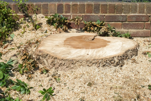 Tree stump from a recently fallen tree with wood chippings