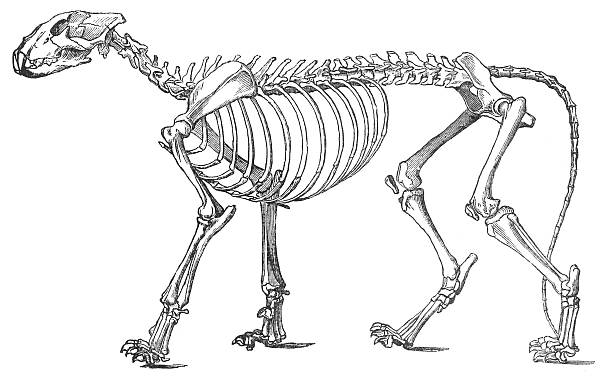 lion skeleton woodcut stock photo