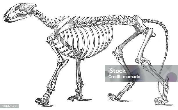 Foto de Lion Esqueleto Estampa Xilográfica e mais fotos de stock de Esqueleto Animal - Esqueleto Animal, Leão, Anatomia