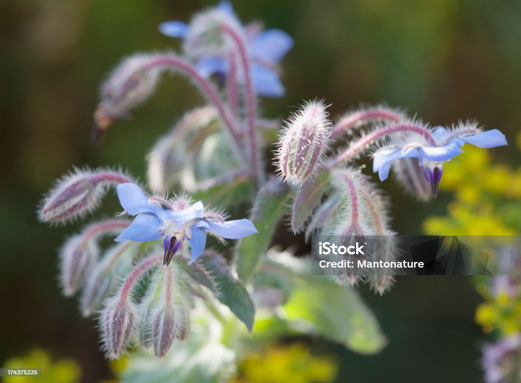 Ogórecznik (Borago officinalis) - Zbiór zdjęć royalty-free (Bez ludzi)