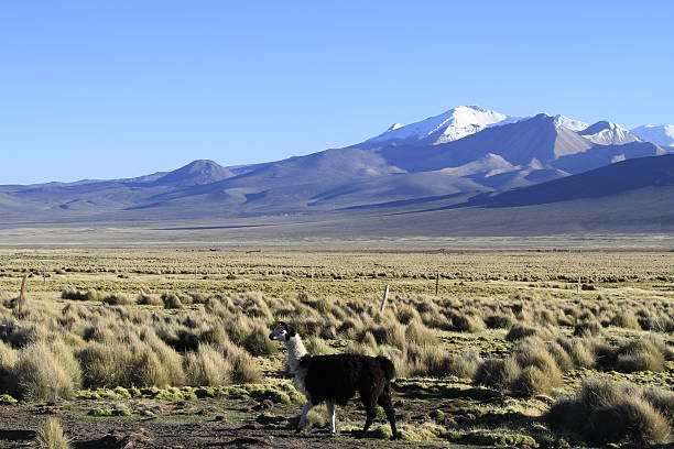 istock Sajama National Park 174375333