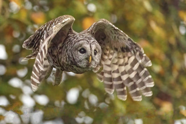 istock Barred Owl In Flight, Richmond, BC, Canada 1743755019