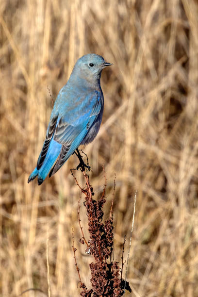 istock male mountain bluebird perched on a twig 1743755038