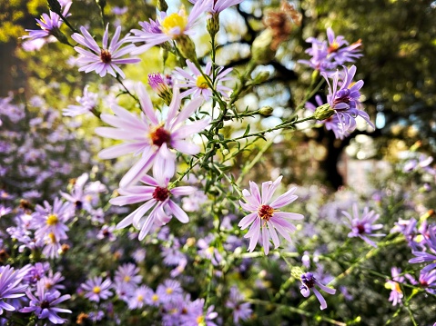 Creative layout with blue aster flowers. Autumn flower arrangement on white background. Top view, flat lay. Floral design element