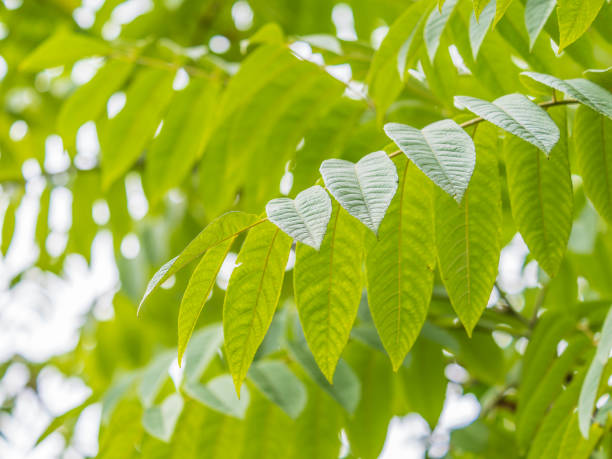 Branch with fresh green leaves of Juglans mandshurica, Manchurian walnut. Branch with fresh green leaves of Juglans mandshurica, Manchurian walnut. Spring background. manchurian walnut stock pictures, royalty-free photos & images