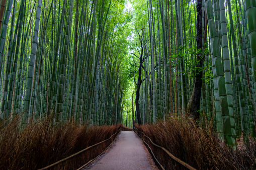 Footpath central in the bamboo forest