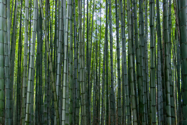 bamboo forest background kyoto japan