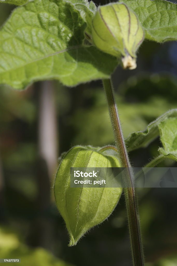 Physalis peruviana verde - Royalty-free Cor verde Foto de stock