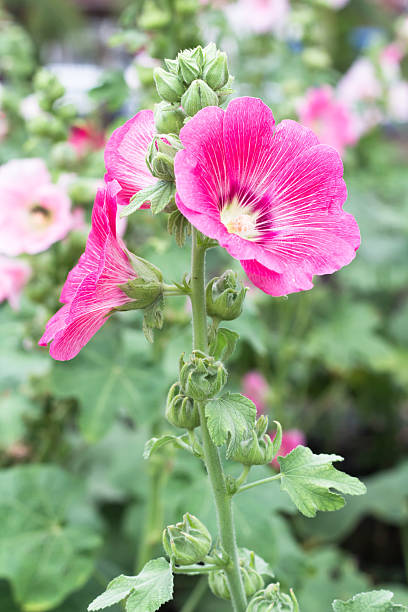 istock Beautiful pink flower in garden 174377581
