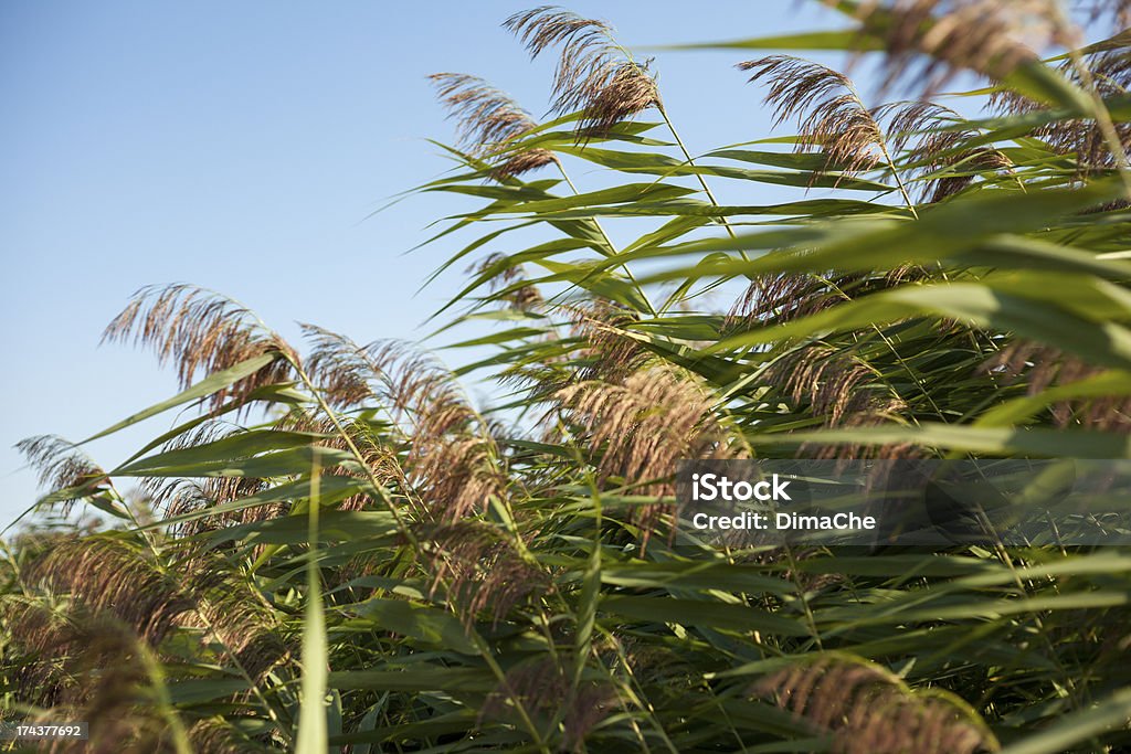 bulrush - Lizenzfrei Biegung Stock-Foto